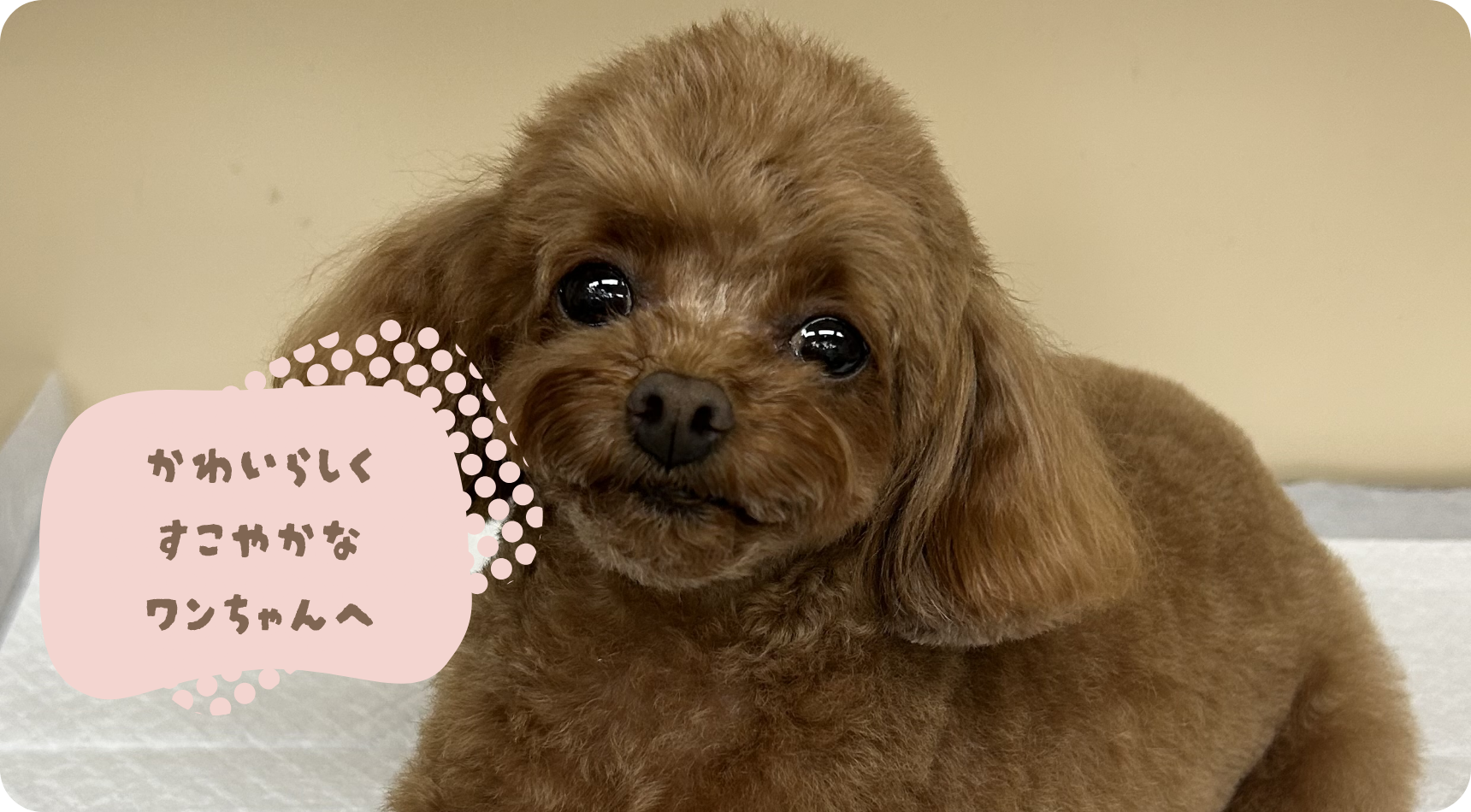 かわいらしく すこやかな ワンちゃんへ